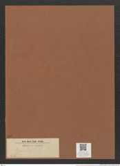 Synedra ? sp. (de-Toni-Nr.: Genus 66) Zeichnungen Sammlung Grunow Mappe 02772 (Herbarium_W_Grunow_drawings_Folder_02772)